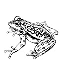 The story of the Motorbike Frog