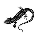 The story of the King Skink