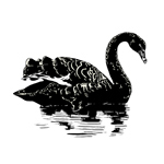 The story of the Black Swan