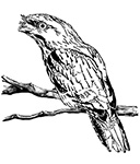 The story of the Tawny Frogmouth
