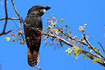 Red Tail Black Cockatoo - Sally Wallace