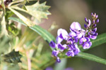 Common Hovea by Sally Wallace