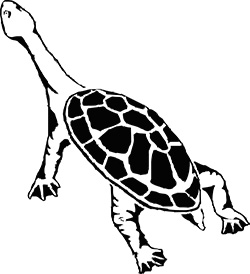 long neck turtle