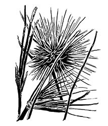 spinifex