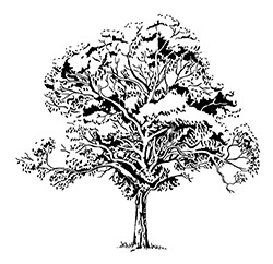 tuart tree