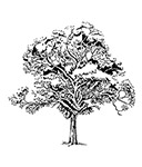 The story of the Tuart Tree