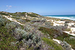 coastal-dune-community-m-campisi-tn