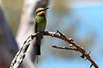 Rainbow Bee Eater by Sally Wallace