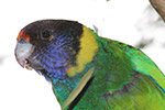 Tunyart Parrot by Sally Wallace