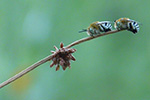 Blue banded bees on Ficinia nodosa by Robyn Benken