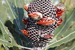Banksia cone by Sally Wallace