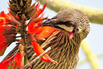 Red cheeked wattlebird – Joyce Rubelli
