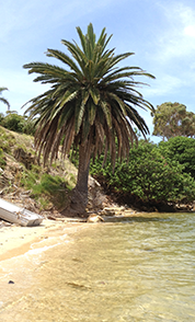 An image of Nedlands Foreshore by Sally Wallace.