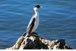 Little Pied Cormorant by Sally Wallace