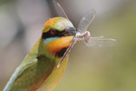 Rainbow Bee-eater by Rod Smith