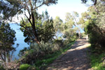Bushtrail along Peppermint Grove Foreshore by Sally Wallace