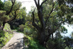 Top Trail through Peppermint Grove by Sally Wallace