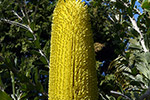Banksia Attenuata (Coastal Banksia) by Robyn Benken