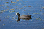 Coot by Sally Wallace