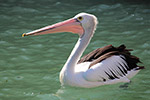 Pelican by Sally Wallace